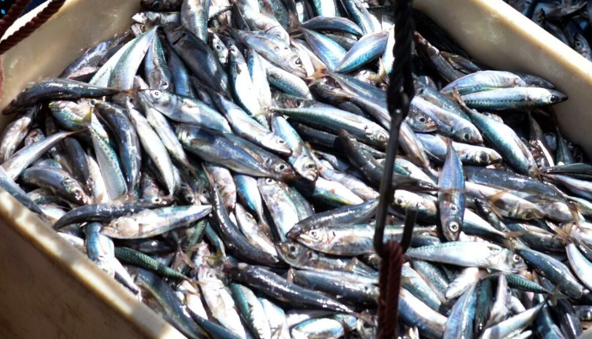 Aprender a comer bem o Peixe