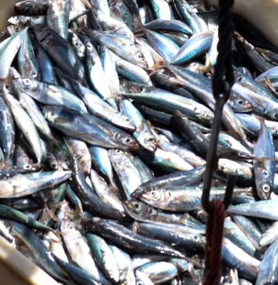 Aprender a comer bem o Peixe